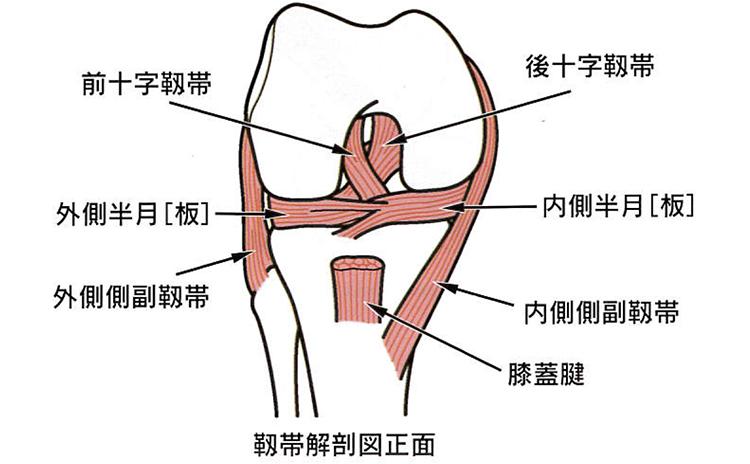 靭帯解剖図正面