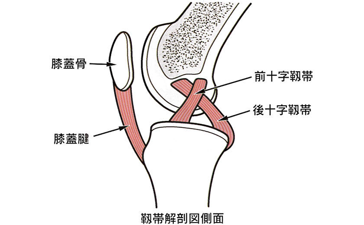 靭帯解剖図側面