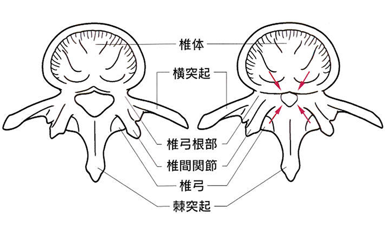 椎体 横突起 椎弓根部 椎間関節 椎弓 棘突起