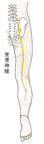 坐骨神経